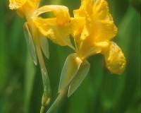 canna flaccida 1r.jpg
